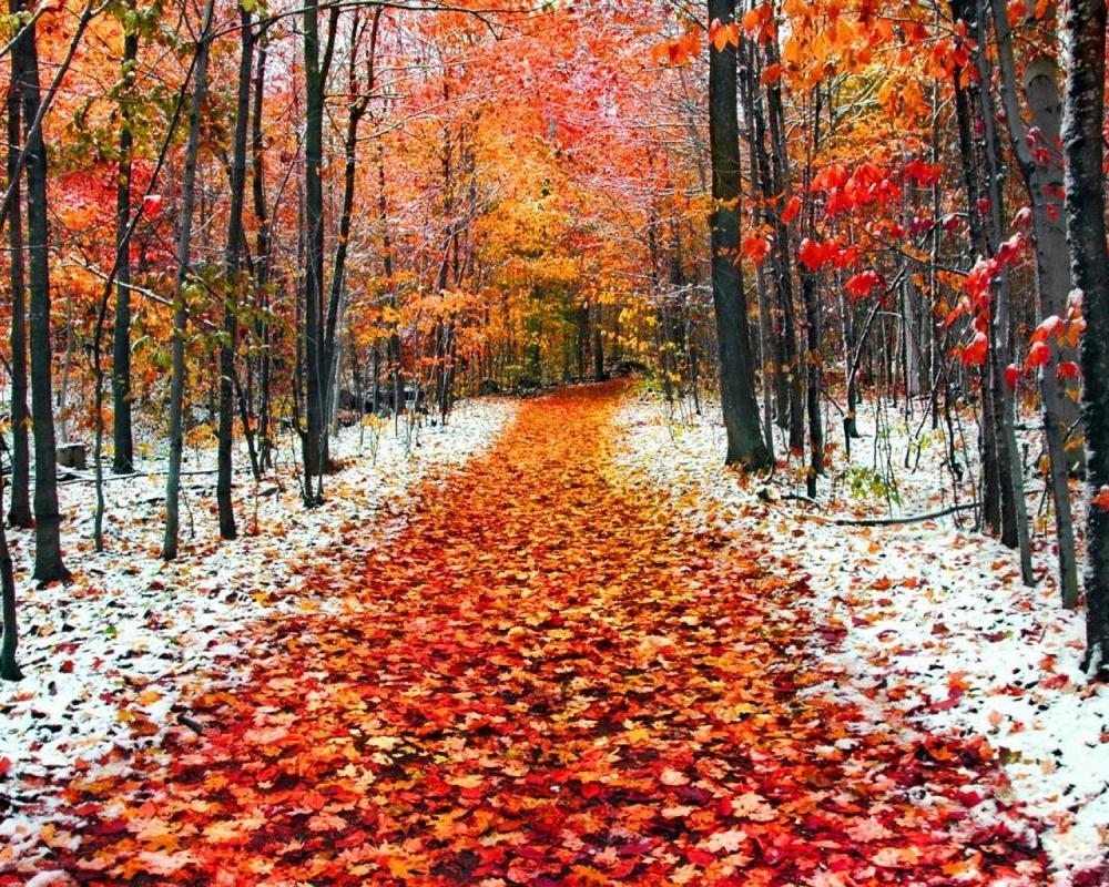 November 2022 Newsletter